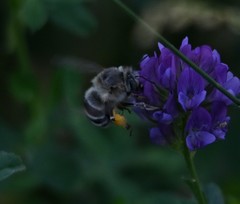 Anthophora