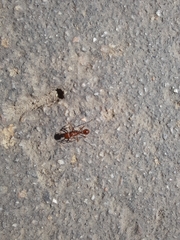 Pogonomyrmex