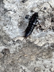 Tachinus elongatus
