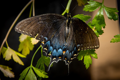 Papilio glaucus