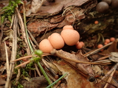 Lycogala epidendrum