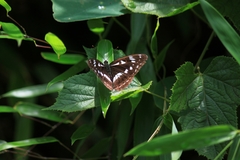 Limenitis doerriesi