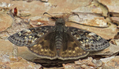 Erynnis juvenalis