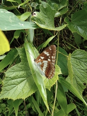 Limenitis doerriesi