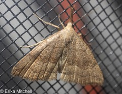 Phalaenostola metonalis