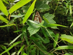 Limenitis doerriesi