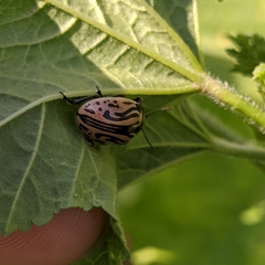 Calligrapha dislocata