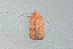 Agonopterix robiniella