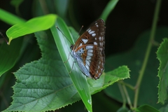 Limenitis doerriesi