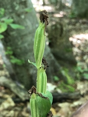Cephalanthera damasonium