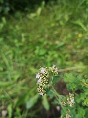 Origanum majorana