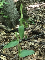Cephalanthera damasonium