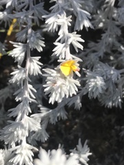 Aspalathus karrooensis