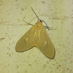 Asota producta