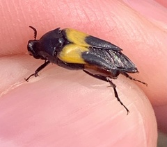 Macrosiagon dimidiata