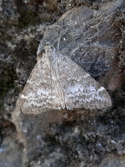 Evergestis sophialis