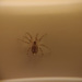 photo of Wall Spider (Oecobius navus)