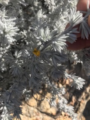 Aspalathus karrooensis