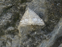 Evergestis sophialis