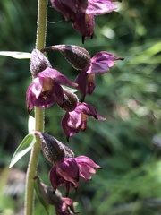Epipactis atrorubens
