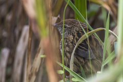 Poodytes punctatus vealeae