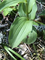 Epipactis atrorubens