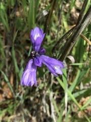 Dipterostemon capitatus