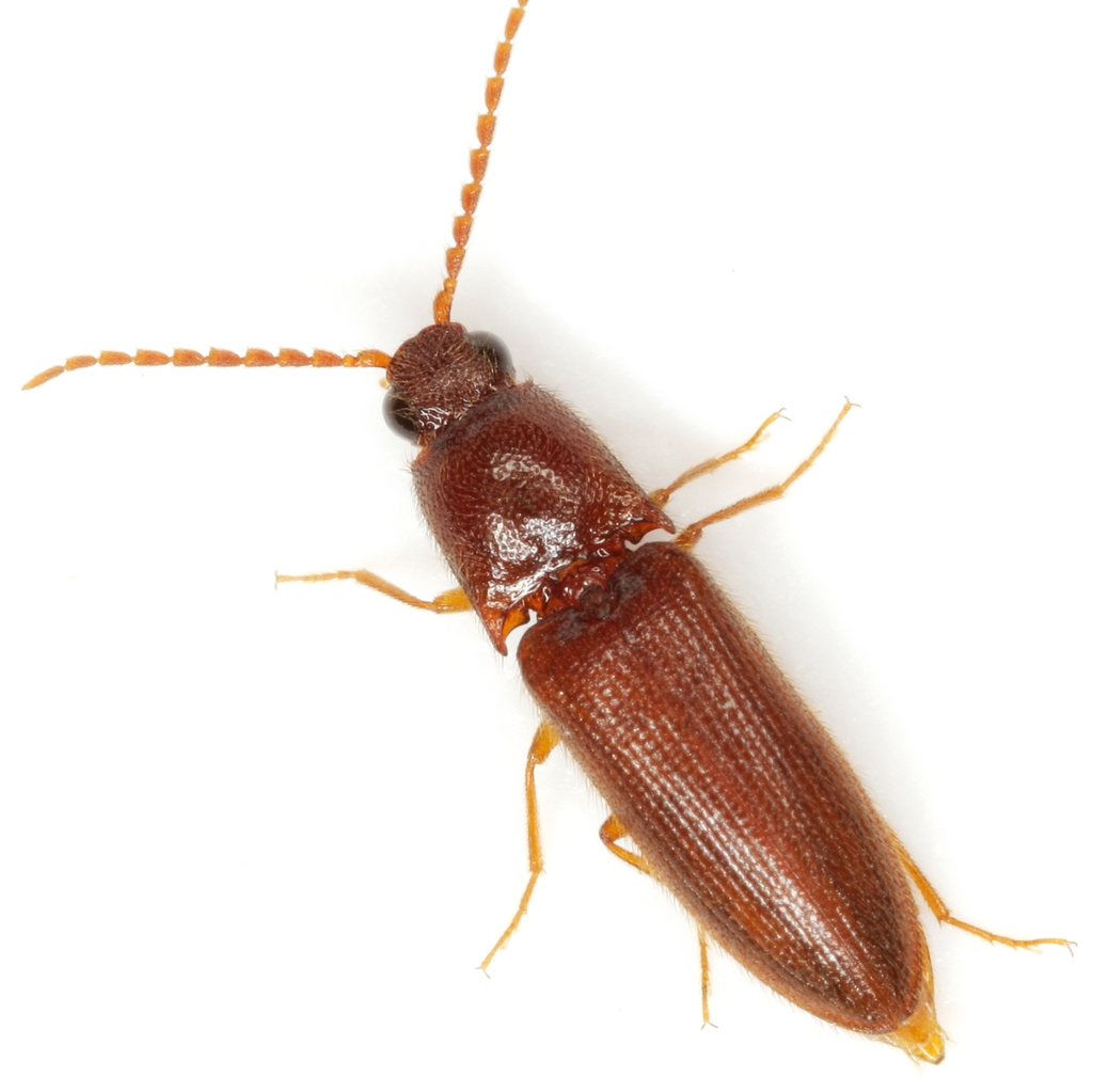 Dipropus