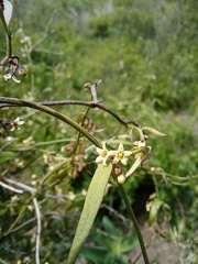 Orthosia