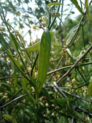 Orthosia