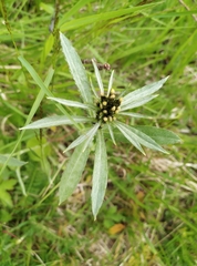 Omalotheca norvegica