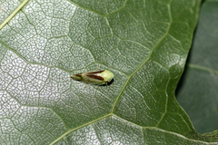 Macropsis gravesteini