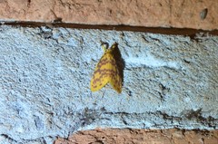 Afrasura discocellularis