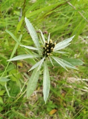 Omalotheca norvegica