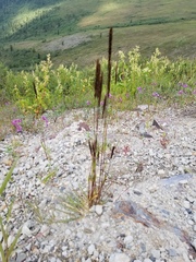 Arctagrostis latifolia