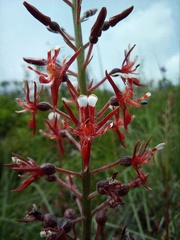 Lopezia trichota