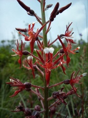 Lopezia trichota