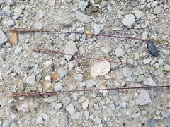Arctagrostis latifolia