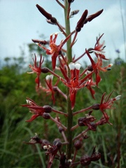 Lopezia trichota