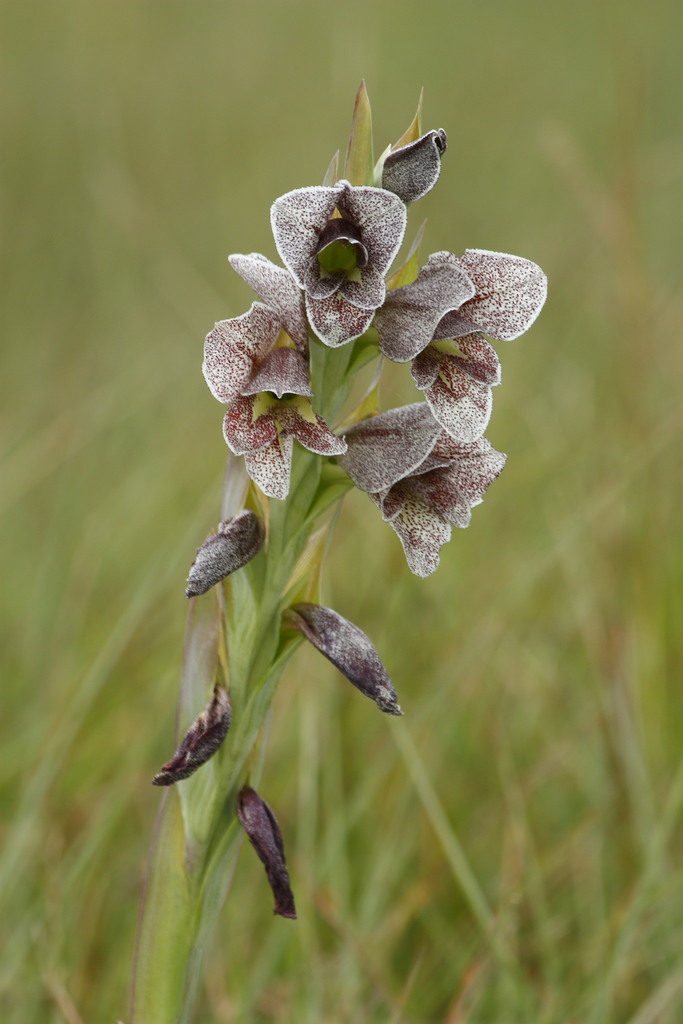 Natal gladiolus