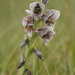 Gladiolus ecklonii - Photo (c) Sharon Louw, algunos derechos reservados (CC BY-NC), uploaded by Sharon Louw