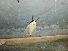 Pareuchaetes pseudoinsulata