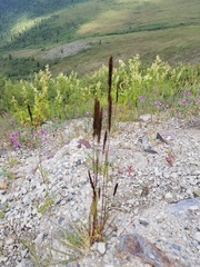 Arctagrostis latifolia
