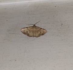 Lepidoptera