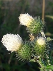 Carduus crispus