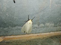 Pareuchaetes pseudoinsulata