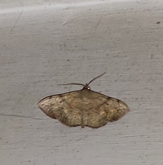 Lepidoptera