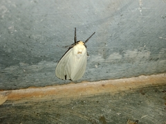 Pareuchaetes pseudoinsulata