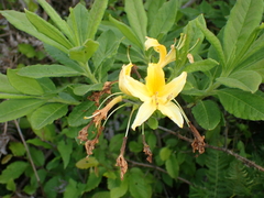Rhododendron luteum