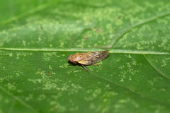 Omalophora pectoralis